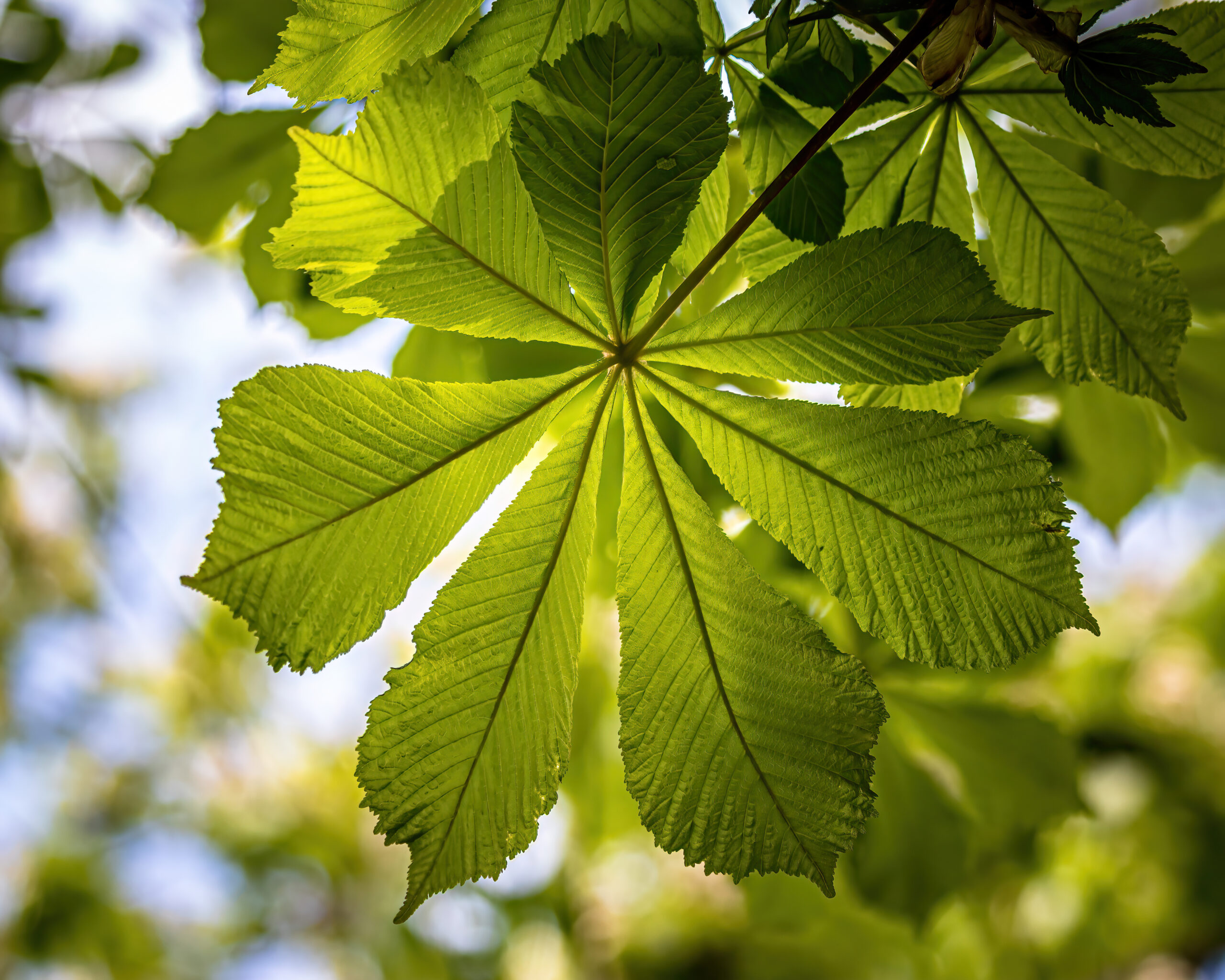a chestnut leaf from below
