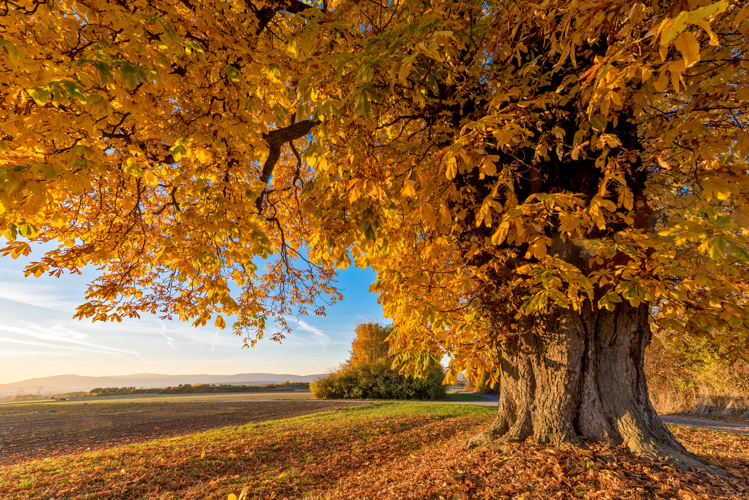 Eine Kastanie in vollem Herbstlaub